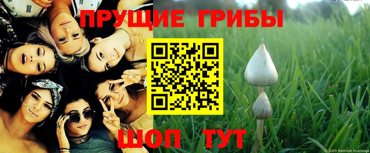Грозный  Псилоцибиновые грибы мухоморы  Псилоцибиновые грибы Magic Shrooms  Вход с VPN 